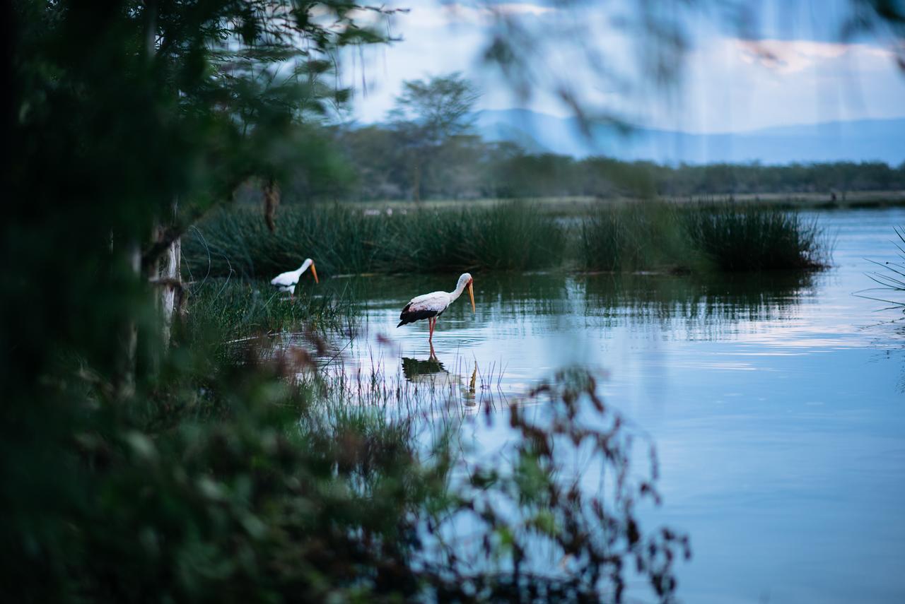 Sirville Lake Elementaita Lodge Gilgil 외부 사진